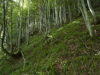 F, Ariege, Couflens, Cirque d Anglade 3, Saxifraga-Willem van Kruijsbergen